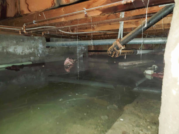 Best Water damage cleanup near me  in Los Alamos, CA